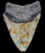 Bargain, Fossil Megalodon Tooth - North Carolina #80084-2